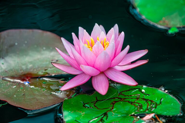 pexels-coldbeer-277046249-17920789